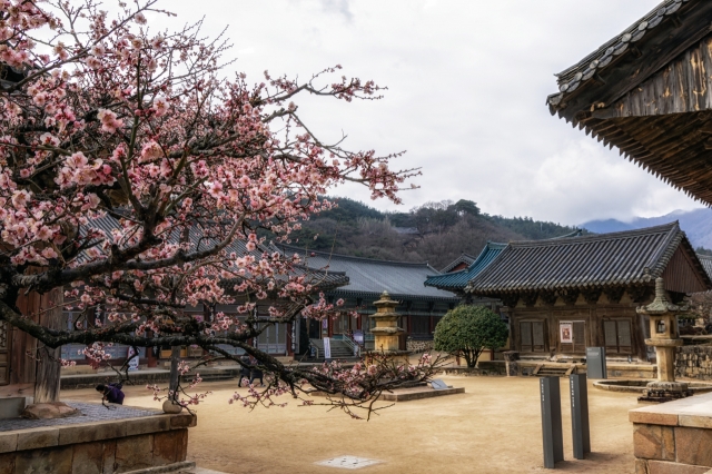 Tongdosa, Yangsan, South Gyeongsang Province (123rf)