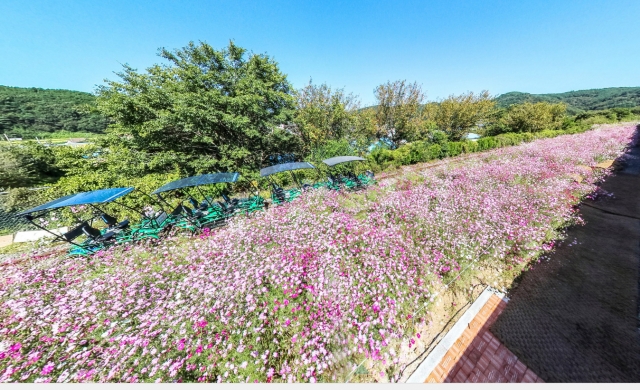 A cosmos flower field in Hadong, South Gyeongsang Province (Hadong County)