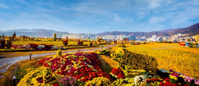 Masan Chrysanthemum Festival (Changwon City)